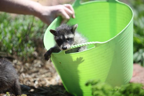 Raccoon in Bucket